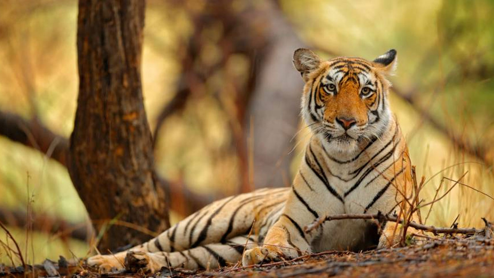 Golden Triangle Tour With Udaipur